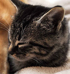 Best Pet Groomer
