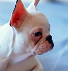 Best Pet Groomer
