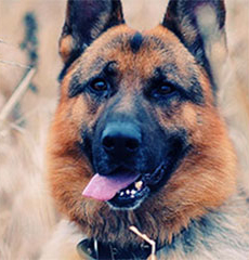 Best Pet Groomer