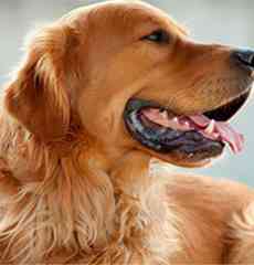 Pet Online Store Singapore