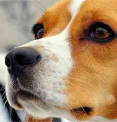 Pet Online Store Singapore