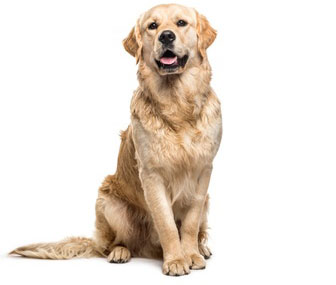Shop Dogs